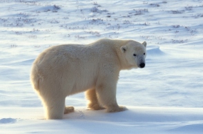 πολική αρκούδα