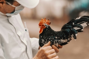 γρίπη των πτηνών