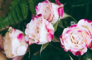 Εορτολόγιο, λουλουδια