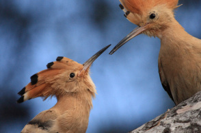 Τσαλαπετεινός