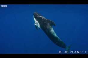 Mother pilot whale grieves over her dead calf  - The Blue Planet II: Episode 4 preview - BBC One