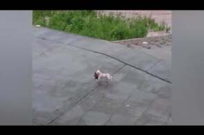 Mother dog jumps into floodwater to save her puppy in China