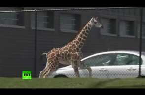 Some neck: Baby giraffe escapes zoo exhibit in Indiana