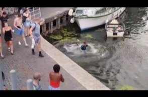 Thug pushes man into canal after he tells-off woman for kicking swan