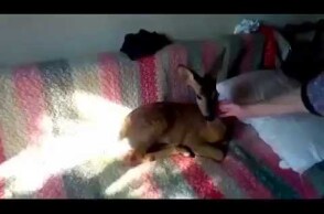 Ζαρκάδι ζει μεσα σε σπιτι,απιστευτο βιντεο