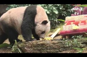 Hong Kong giant panda Jia Jia was oldest ever in captivity