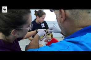 Διάσωση θαλάσσιας χελώνας στη Σύρο