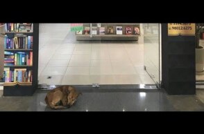 Cachorro tenta roubar livro de Elena Ferrante e viraliza na web