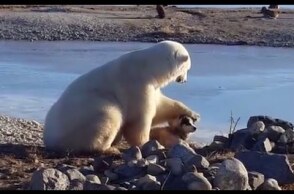 Wild Polar Bear Pets Dog