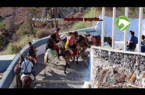 ΕΛΛΗΝΙΚΟΣ ΣΥΛΛΟΓΟΣ ΠΡΟΣΤΑΣΙΑΣ ΙΠΠΟΕΙΔΩΝ - ΛΕΜΕ ΟΧΙ ΣΤΗΝ ΚΑΚΟΠΟΙΗΣΗ