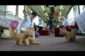 Passengers enjoy Japan’s first cat cafe on a moving train