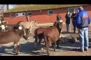 AN EMOTIONAL GOODBYE TO A DEAD DONKEY :(