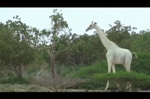 Rare white giraffes caught on camera in Kenya