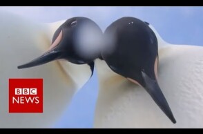 Penguins pose for a selfie - BBC News