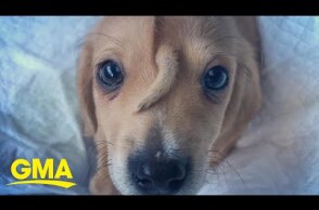 Rescue puppy named Narwhal has a tail on his forehead and is 'perfectly healthy'  l GMA Digital