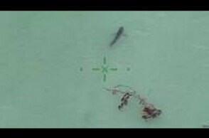 'Attention! You are next to 15 great whites'