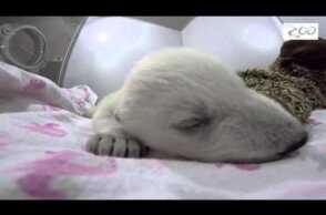 Polar Bear Dreams
