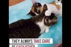 These two disabled rescue kitties are the best friends ever | World Most Funnies Clips