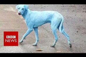 Mumbai's blue dogs- BBC News