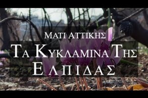 Μάτι Αττικής. Τα Κυκλάμινα της ελπίδας και της αισιοδοξίας απο ψηλά. Up Drones