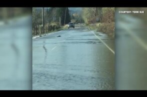 VIEWER VIDEO: Salmon swim over road in Shelton, Washington