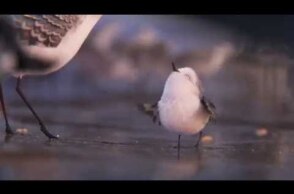 PIPER | First Look | Official Disney UK