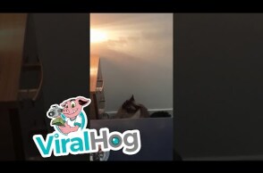 Cranky Cat Turns Off Phone Alarm || ViralHog