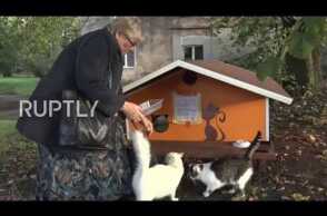 Feline good - Riga resident builds homes for orphaned cats ensuring his eternity in heaven