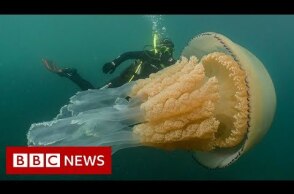 Giant jellyfish spotted by divers - BBC News