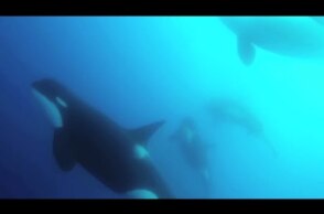 Scientists find new type of killer whale off Chile