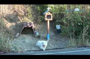 ‘Greek Hachiko’-Ναυπακτία: Ο σκύλος βρήκε στέγη δίπλα στο εικόνισμα  για το  αφεντικό του.Βίντεο