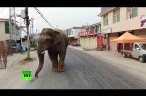 Trying to blend in? Elephant casually strolls through city in China
