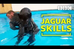 Baby jaguar's very first swim - BBC