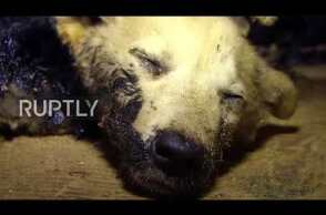 Watch touching rescue of three PUPPIES from stifling sludge