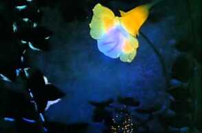 Fantasia - Dance Of The Sugarplum Fairy (Tchaikovsky) - Disney