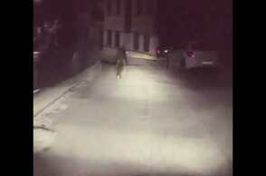 ΒΙΝΤΕΟ-Συνάντηση με  μια αρκούδα, σε κεντρικό δρόμο του Μετσόβου!