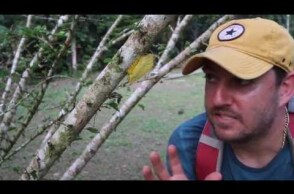 I Found Donald Trumps Hair In The Peruvian Amazon (Trumpapillar)