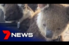 Rehydrating koalas on Kangaroo Island | South Australia | 7NEWS