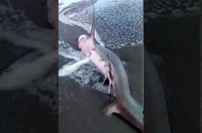 Απίστευτο θέαμα στα Χανιά: Καρχαρίας ξεβράστηκε σε παραλία του Πλατανιά