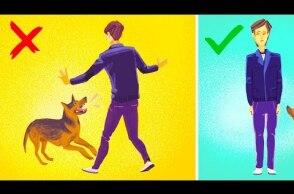 How to Survive a Dog Attack