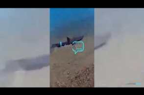 Καρχαρίας  "κόβει βόλτες" στο Καλαμάκι Κορινθίας