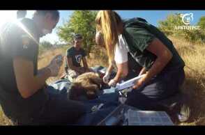 Απεγκλωβισμός μικρής αρκούδας στον Κορυδαλλό Τρικάλων