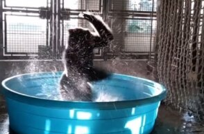 Gorilla at Dallas Zoo is a 'Dancing Machine'