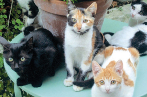 Οι γάτες του ποιητή