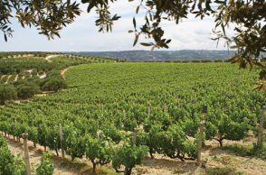 Ελληνικές επιχειρήσεις ποντάρουν στην καινοτομία και την εξωστρέφεια