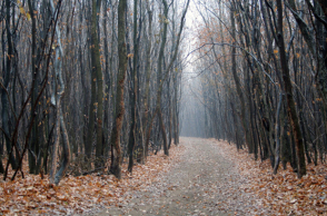 65187-131194.jpg