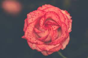 Σήμερα, 19 Νοεμβρίου, γιορτάζει…