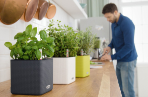 LECHUZA Cube Color με δενδρολίβανο