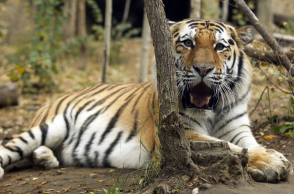 Τίγρη κυκλοφορούσε ελεύθερη στο Παρίσι - έπεσε νεκρή από σφαίρες