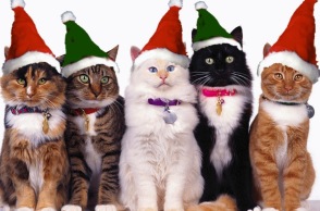 hd-desktop-pictures-1366x768-christmas-cats.jpg
